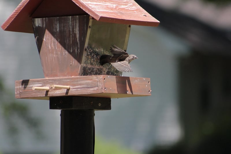 DIY Bird Feeders